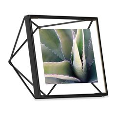 Фоторамка Prisma 10х10 черная, Umbra, фото 